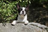 BOSTON TERRIER 220